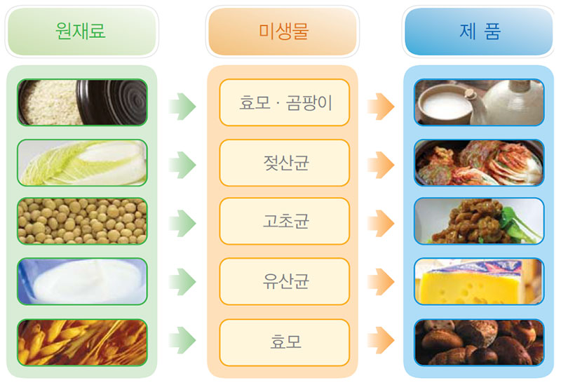 다양한 식품을 만드는 미생물