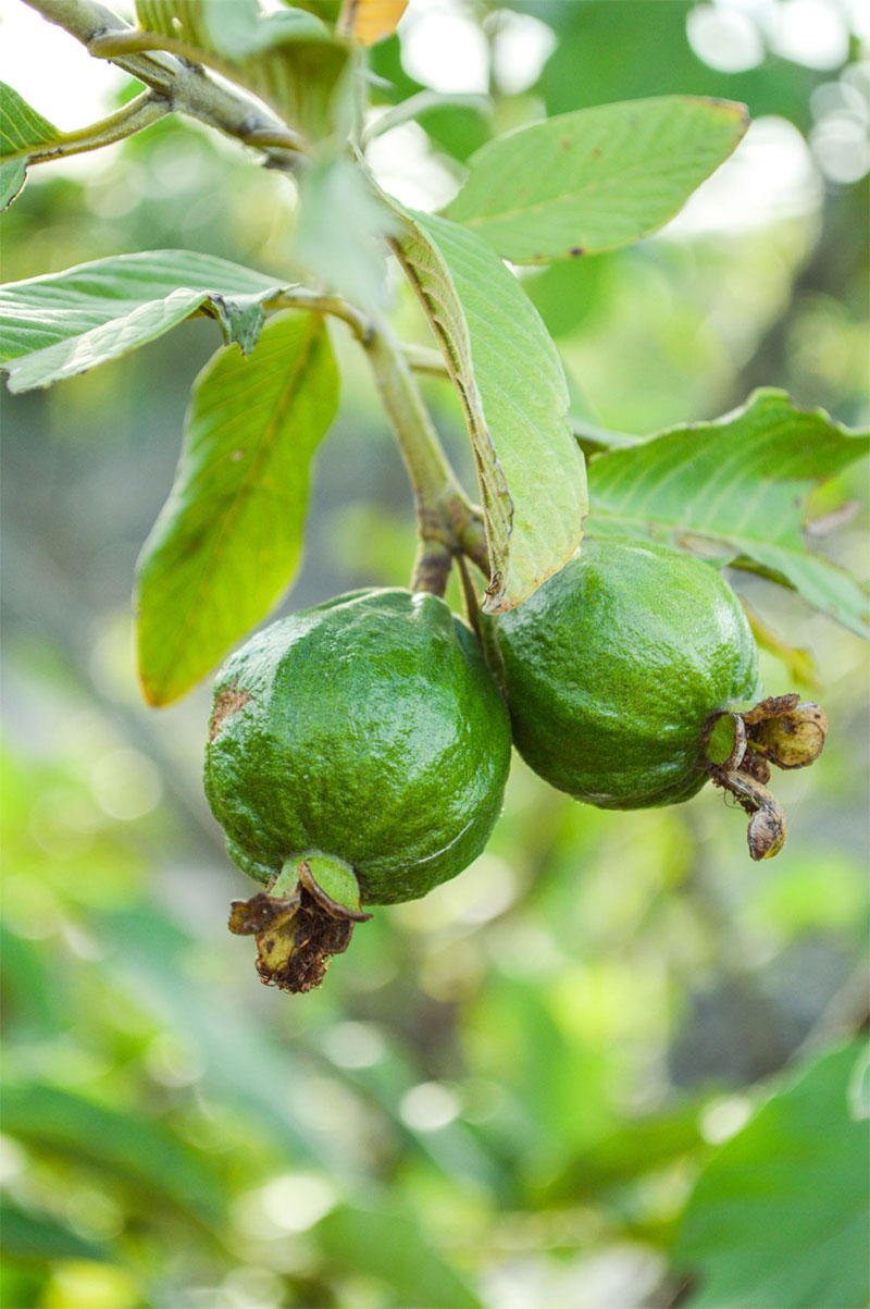 구아바 농장 Guava Farm