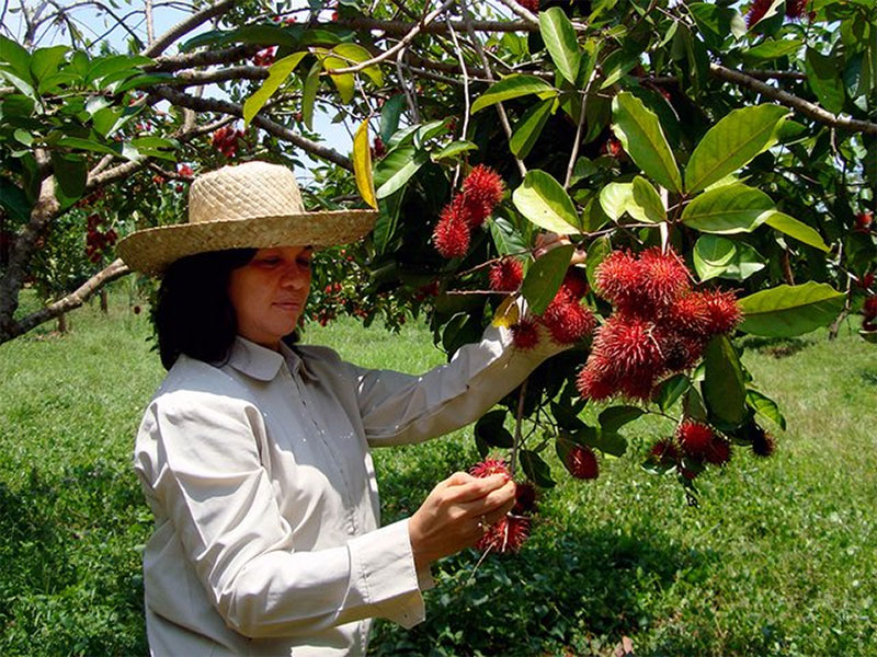 람부탄 농장 Rambutan Farm