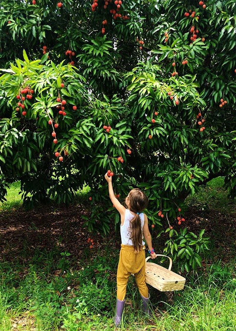 리치 농장 Litchi, Lychee Farm