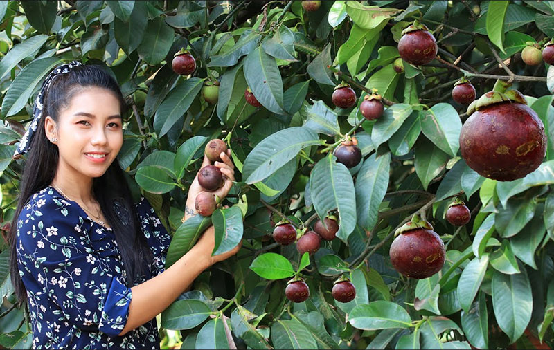 망고스틴 농장 Mangosteen Farm