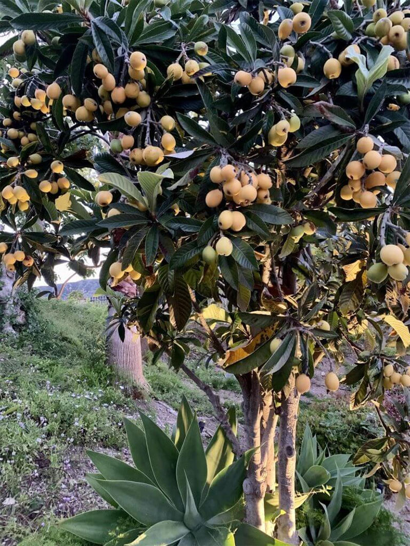 비파 농장 Loquat Farm