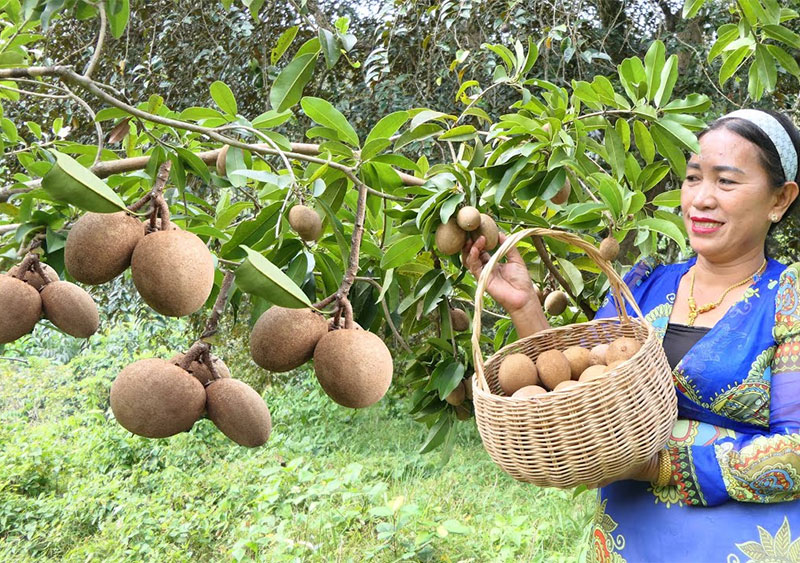 사포딜라 농장 Sapodilla Farm