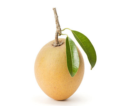 사포딜라 Sapodilla