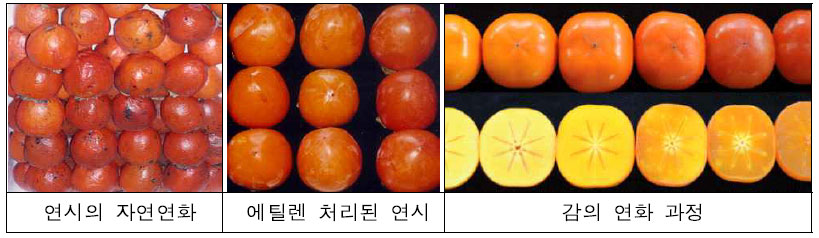 과일의 맛과 품질을 향상시키는 방법