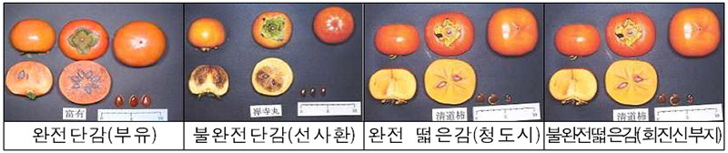 단감과 떫은 감