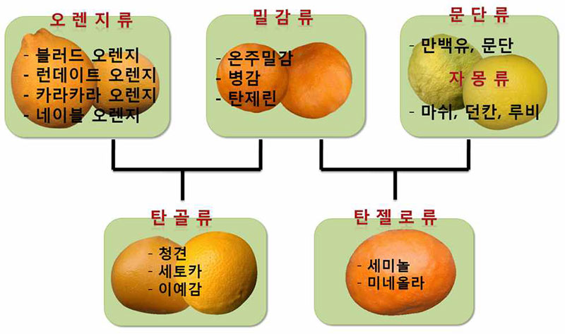 감귤의 다양한 분화