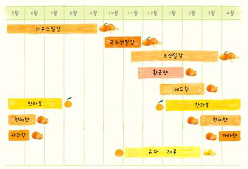 감귤의 품종별 생산 시기