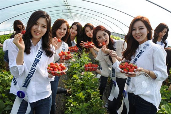 ‘고령’ 딸기체험농장