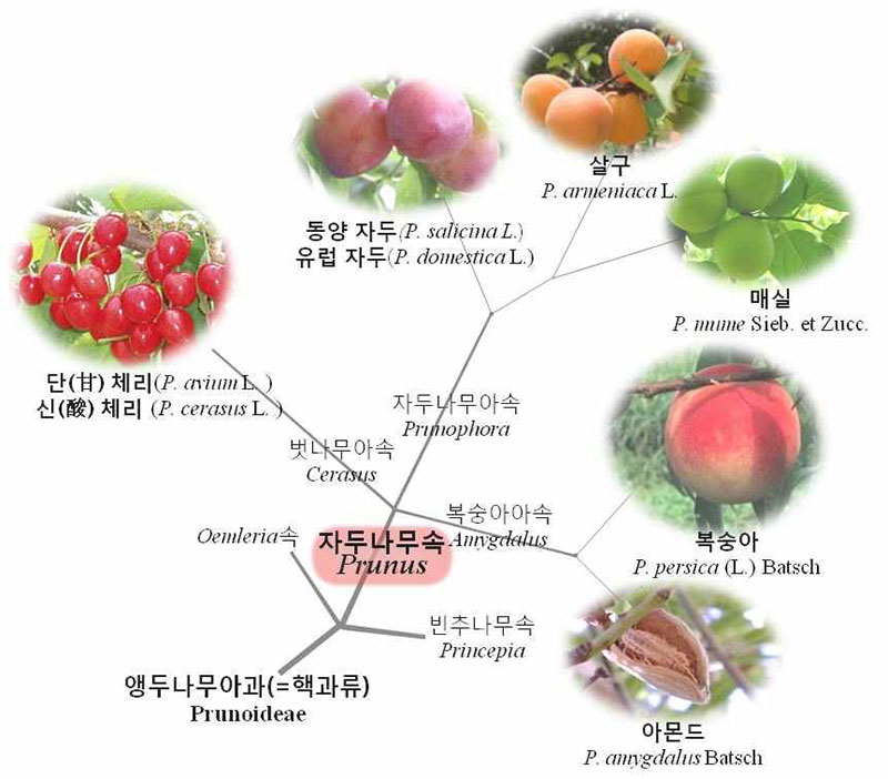 핵과류 식물의 가계도