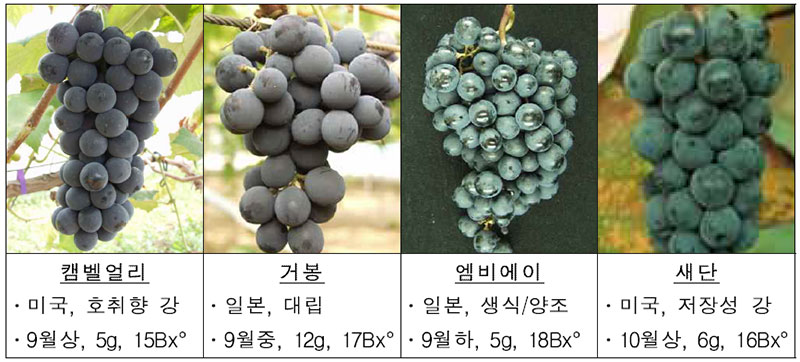 포도 품종 No2.