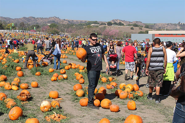 포모나 호박축제(Pomona Pumpkin Festival)