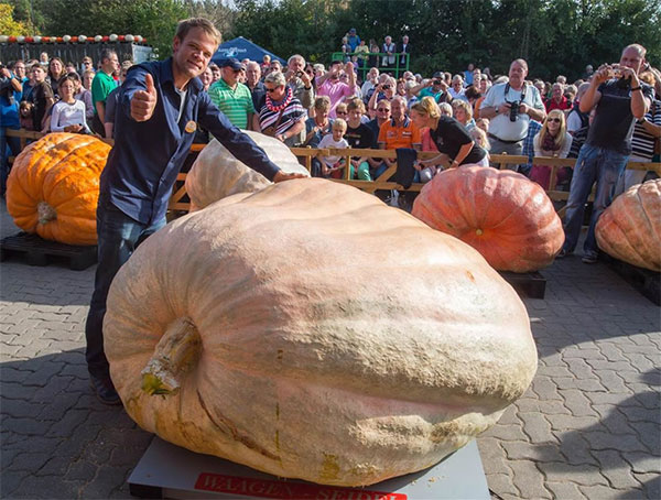 대형호박 콘테스트(Giant Pumpkin Gontest)