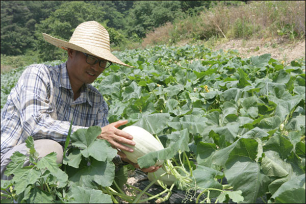 영광군 국수호박 ‘장성남’씨