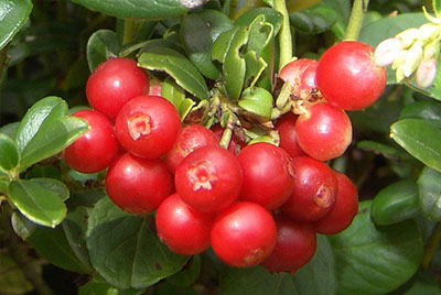 크랜베리(cranberry)