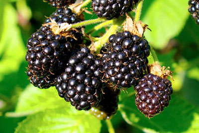 블랙베리(blackberry)