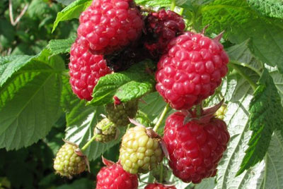 라즈베리(raspberry)