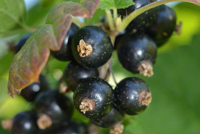 블랙커런트(blackcurrant)