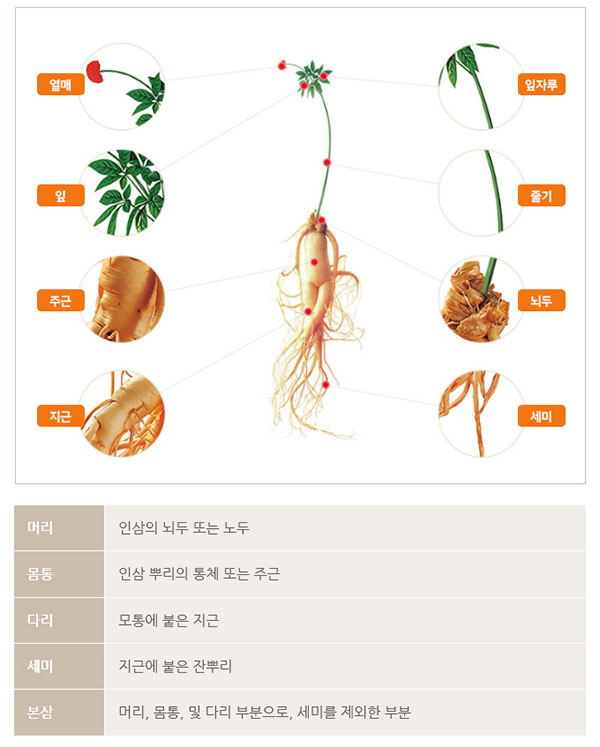 고려인삼 부위별 용어설명