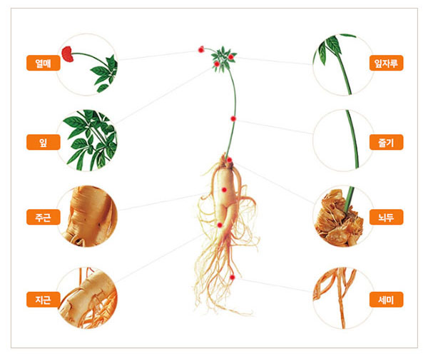 인삼 부위별 용어 설명