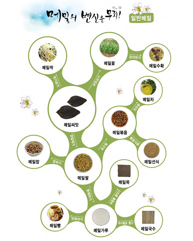 메밀의 변신은 무죄 일반메밀