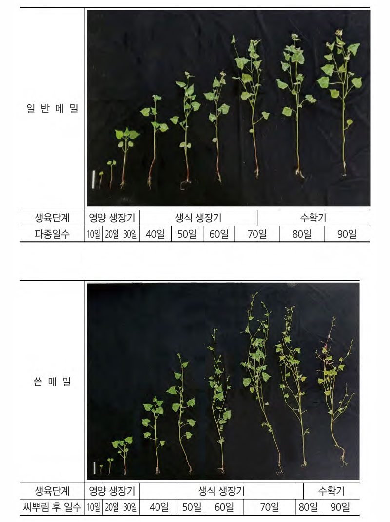 메밀의 일생 주기