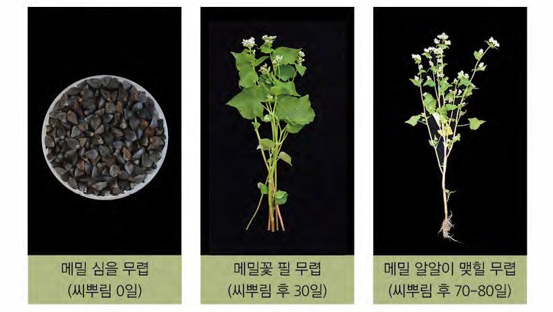 메밀의 일생 주기 일반메밀