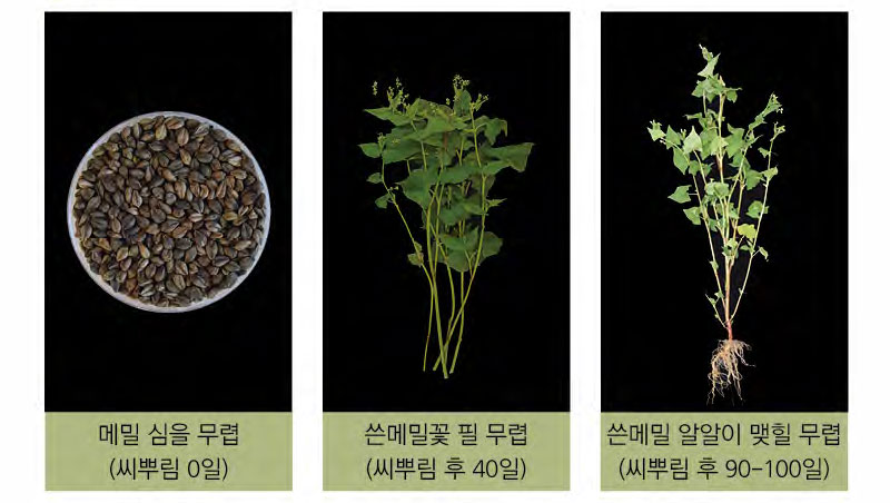 메밀의 일생 주기 쓴메밀