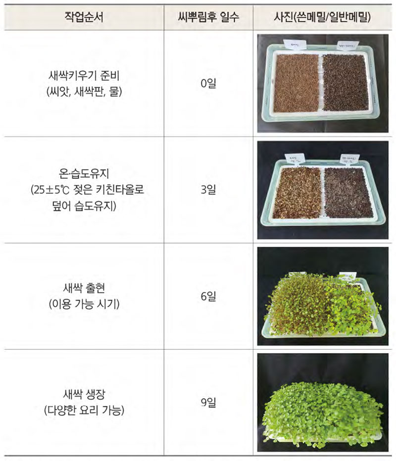 9일 완성 직접 키운 메밀싹