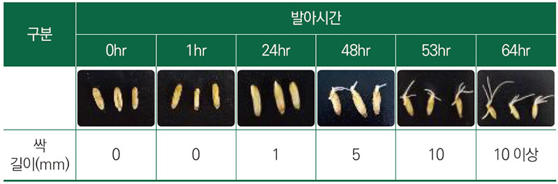 발아시간 별 귀리 싹 형태