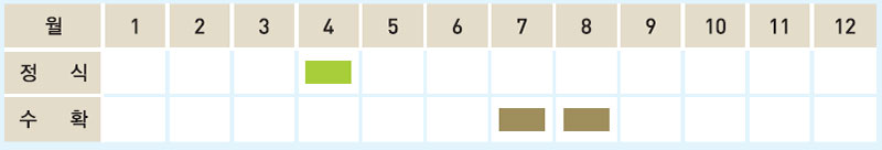 셀러리 재배일정표