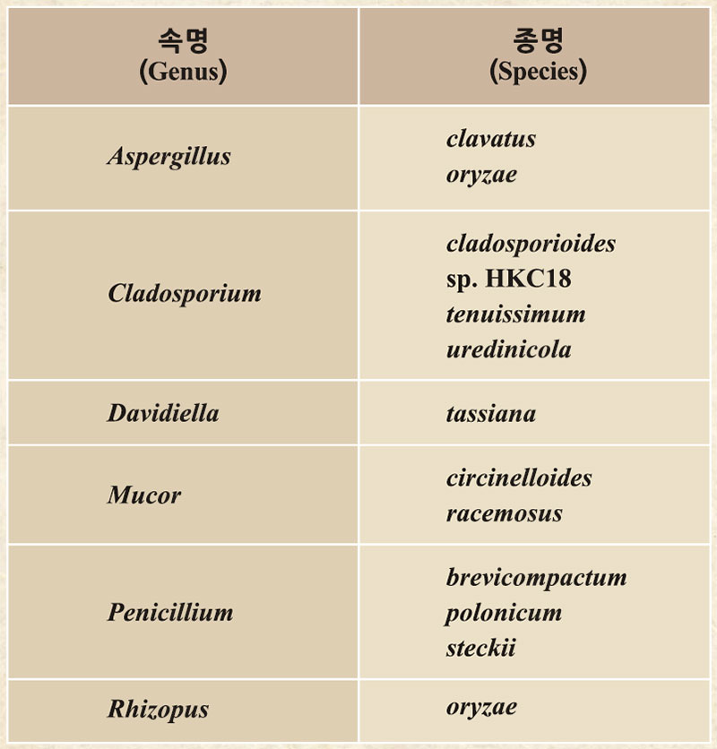 생황장 메주에서 분리된 곰팡이