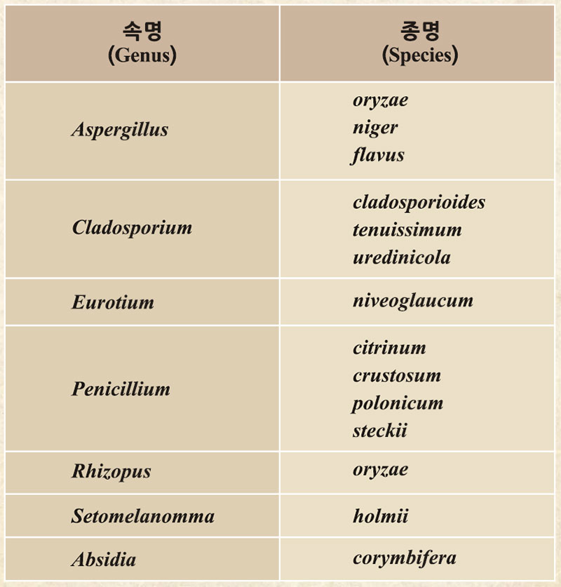 대맥장 메주에서 분리된 곰팡이