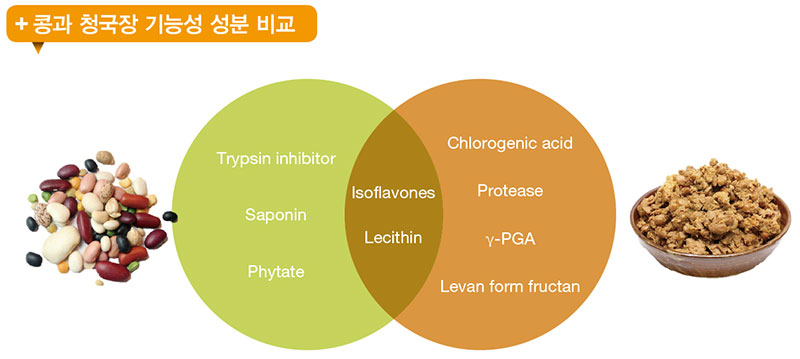 콩과 청국장 기능성 성분 비교