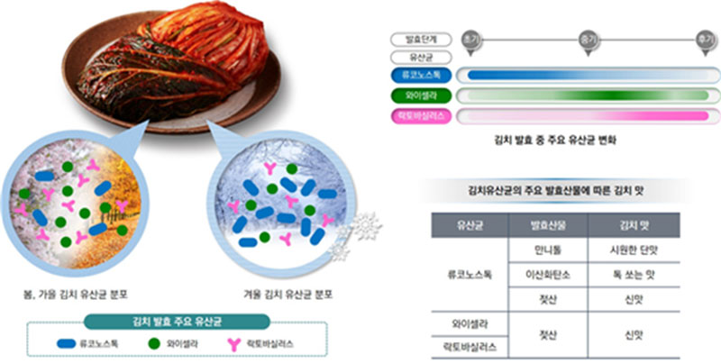 계절별 김치의 주요 발효 유산균 및 김치 맛 상관성 ⓒ 세계김치연구소