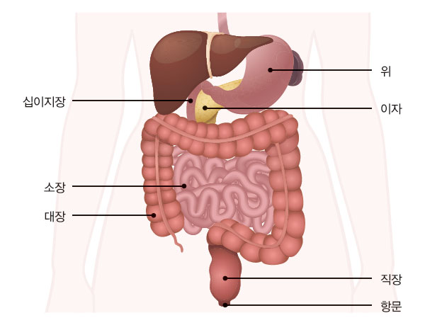 인체의 위장관계