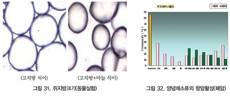 쥐지방크기 (동물실험)