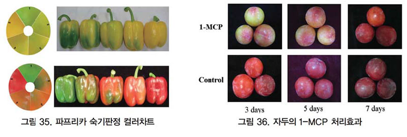 파프리카 숙기판정 컬러차트