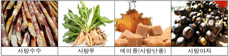 사탕수수