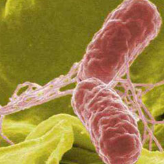 살모넬라 (Salmonella spp.)