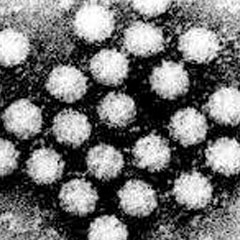 노로바이러스 (Norovirus)