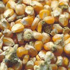 아플라톡신 (Aflatoxin)