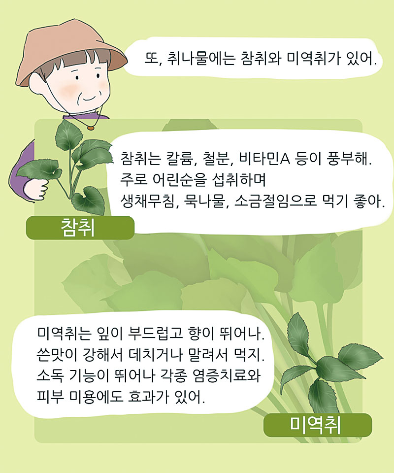 참취와 미역취의 특징