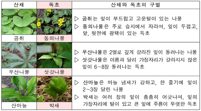 산채와 독채 구별