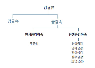 감귤류에서의 금감의 위치