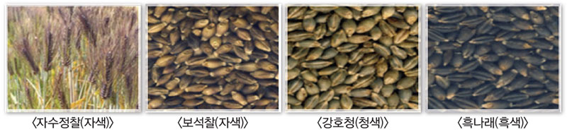 색깔있는 보리