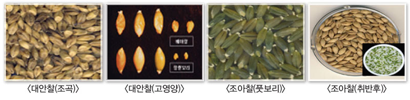 선식 및 풋보리용 보리
