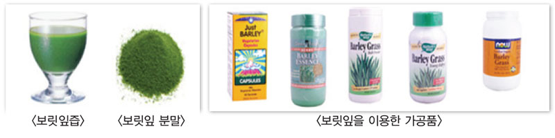 식품 및 의약품 소재 활용 보리