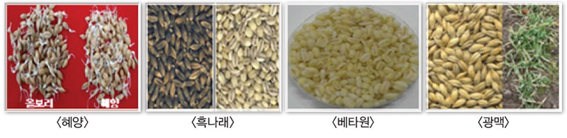 식용 및 가공용 보리