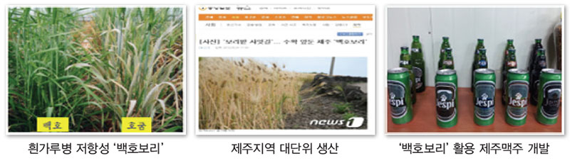 제주맥주 전용 ‘백호보리’